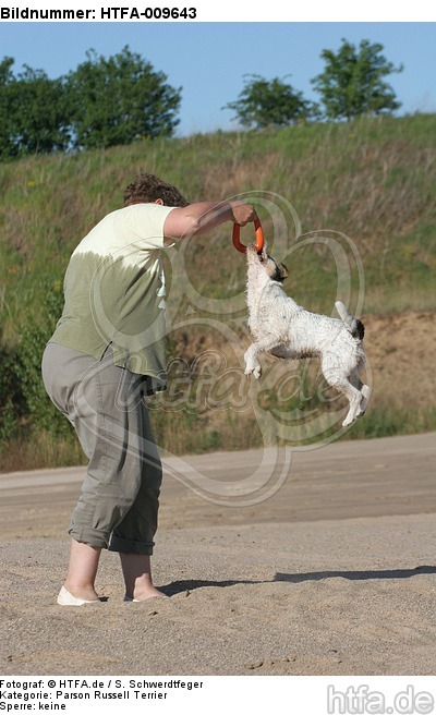 Frau spielt mit Parson Russell Terrier / woman plays with PRT / HTFA-009643