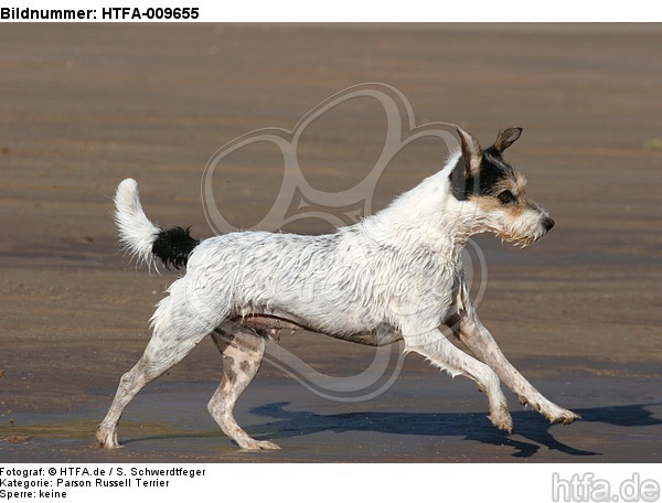 rennender Parson Russell Terrier / running PRT / HTFA-009655
