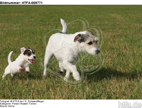 laufende Parson Russell Terrier / walking PRT / HTFA-009771