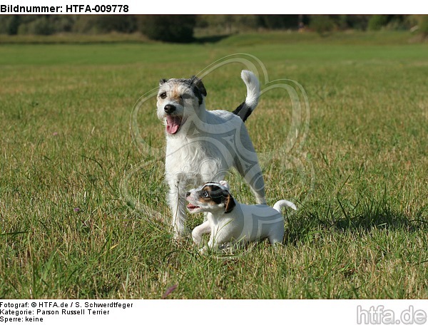 2 Parson Russell Terrier / HTFA-009778