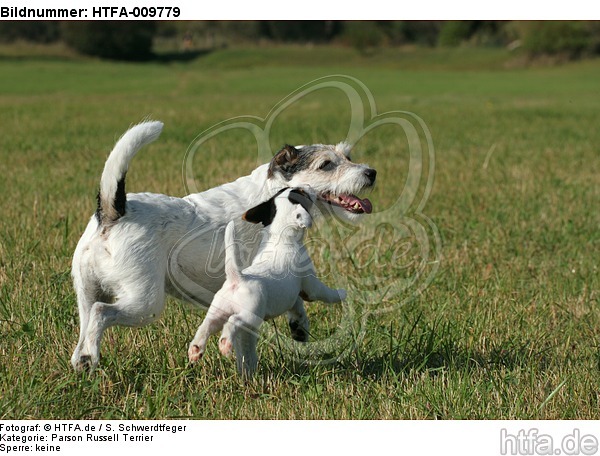 rennende Parson Russell Terrier / running PRT / HTFA-009779
