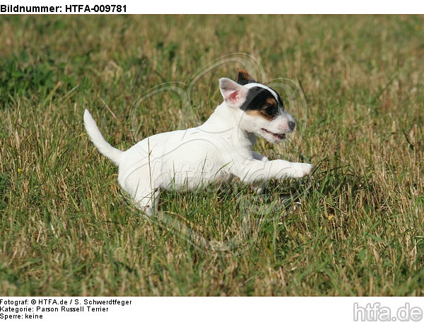 rennender Parson Russell Terrier Welpe / running PRT puppy / HTFA-009781