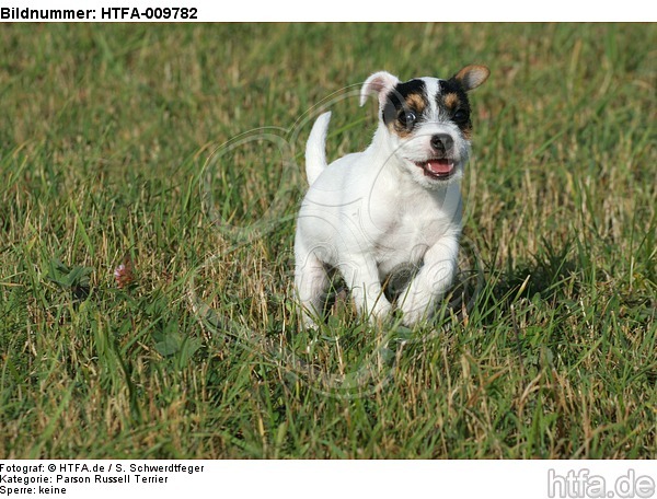 rennender Parson Russell Terrier Welpe / running PRT puppy / HTFA-009782