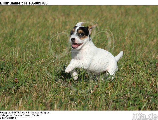rennender Parson Russell Terrier Welpe / running PRT puppy / HTFA-009785