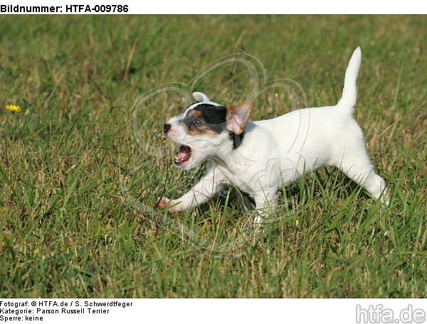 rennender Parson Russell Terrier Welpe / running PRT puppy / HTFA-009786