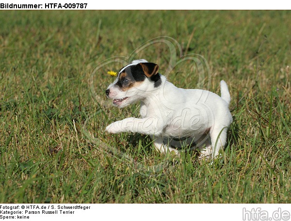 rennender Parson Russell Terrier Welpe / running PRT puppy / HTFA-009787