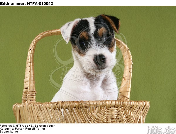 Parson Russell Terrier Welpe Portrait / PRT puppy portrait / HTFA-010042