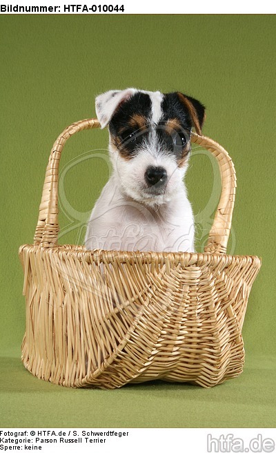 Parson Russell Terrier Welpe Portrait / PRT puppy portrait / HTFA-010044