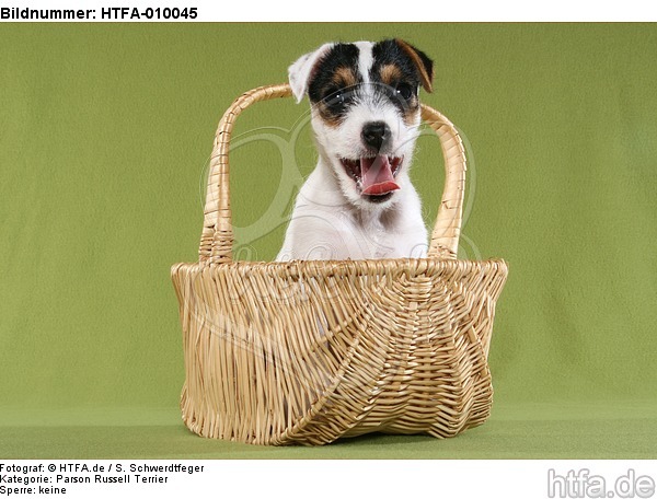 gähnender Parson Russell Terrier Welpe / yawning PRT puppy / HTFA-010045