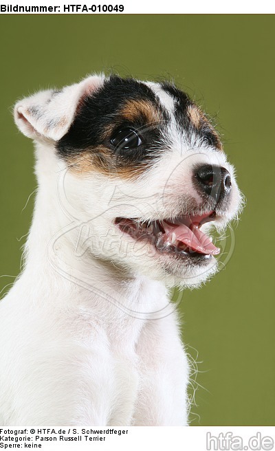 Parson Russell Terrier Welpe Portrait / PRT puppy portrait / HTFA-010049