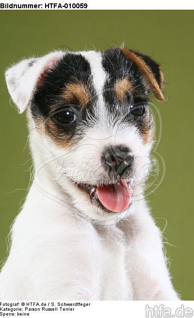 Parson Russell Terrier Welpe Portrait / PRT puppy portrait / HTFA-010059