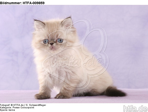 sitzendes Perser Colourpoint Kätzchen / sitting persian colourpoint kitten / HTFA-009859