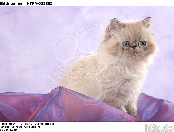 sitzendes Perser Colourpoint Kätzchen / sitting persian colourpoint kitten / HTFA-009863