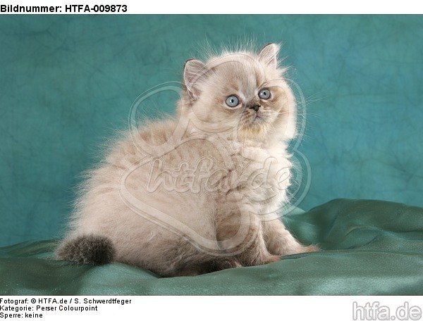 sitzendes Perser Colourpoint Kätzchen / sitting persian colourpoint kitten / HTFA-009873