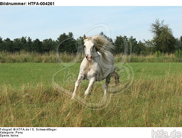 Pony / HTFA-004261