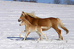 galoppierende Haflinger / galloping haflinger horses