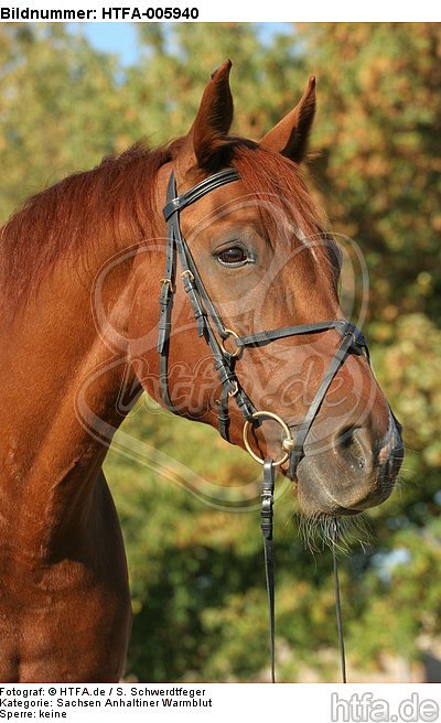 Sachsen Anhaltiner Warmblut / horse / HTFA-005940