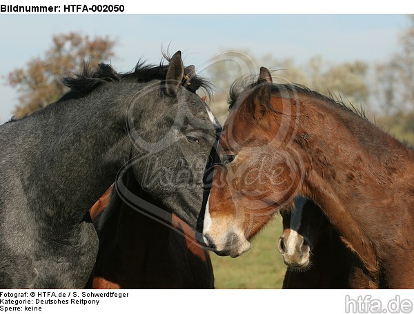 Deutsches Reitpony und Sachsen Anhaltiner Warmblut / pony and warmblood / HTFA-002050