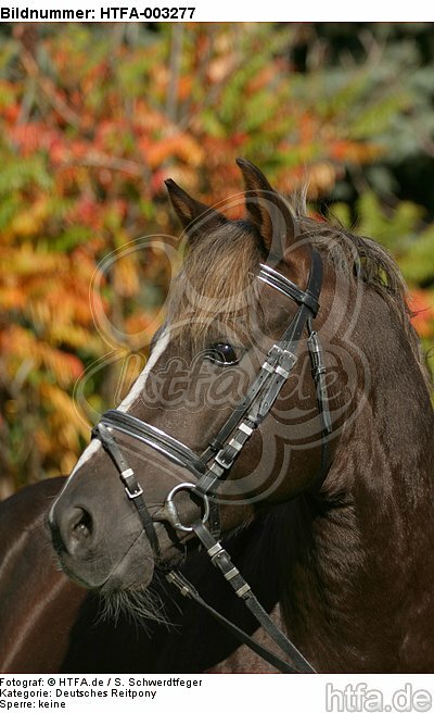 Deutscher Reitpony Hengst / pony stallion / HTFA-003277