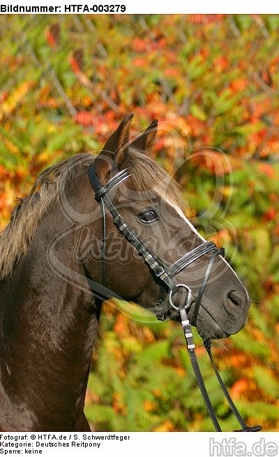 Deutscher Reitpony Hengst / pony stallion / HTFA-003279