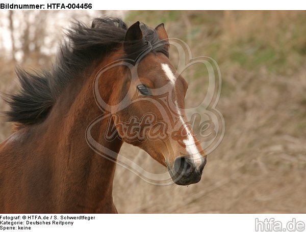 Deutsches Reitpony / pony / HTFA-004456