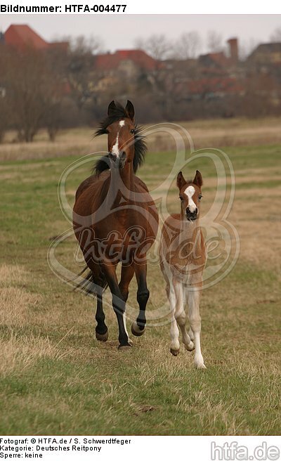 Deutsche Reitponies / ponies / HTFA-004477