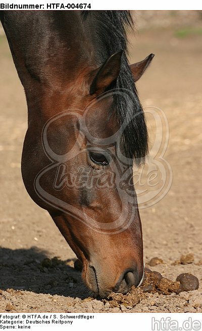 Deutscher Reitpony Hengst / pony stallion / HTFA-004674