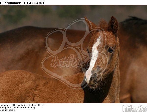 Deutsches Reitpony / pony / HTFA-004701