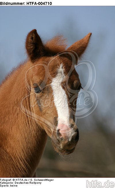 Deutsches Reitpony / pony / HTFA-004710