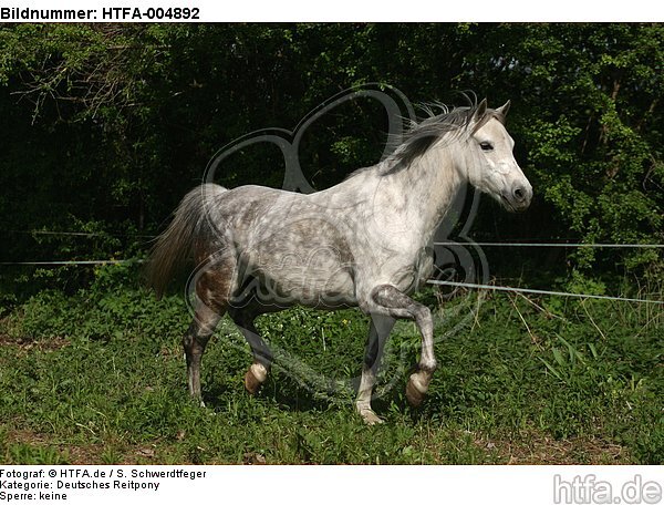 Deutsches Reitpony / pony / HTFA-004892