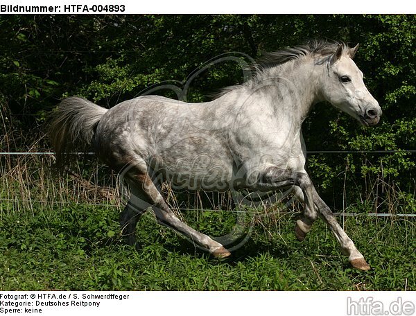 Deutsches Reitpony / pony / HTFA-004893