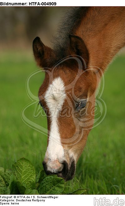 Deutsches Reitpony / pony / HTFA-004909