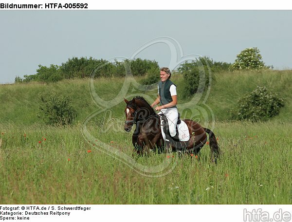 Deutscher Reitpony Hengst / pony stallion / HTFA-005592