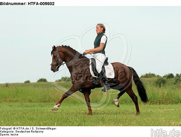 Deutscher Reitpony Hengst / pony stallion / HTFA-005602