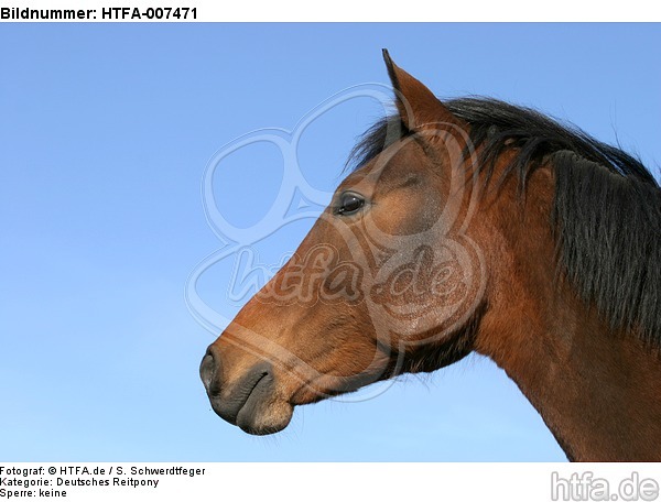 Deutsches Reitpony / pony / HTFA-007471