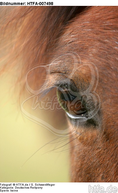 Deutsches Reitpony Auge / pony eye / HTFA-007498