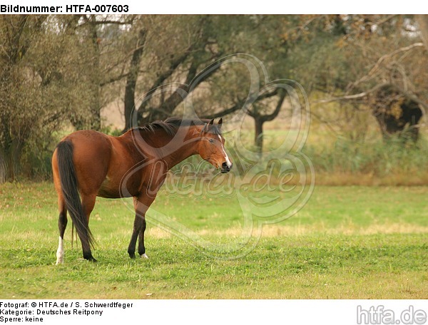 Deutsches Reitpony / pony / HTFA-007603