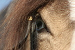 Deutsches Reitpony mit Fischauge / pony eye