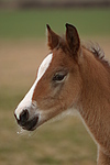 Deutsches Reitpony / pony