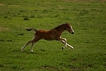 Deutsches Reitpony / pony