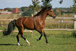 Deutsches Reitpony / pony