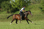 Frau reitet Deutsches Reitpony / woman rides pony