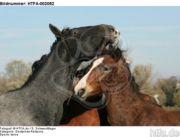 Deutsches Reitpony und Sachsen Anhaltiner Warmblut / pony and warmblood / HTFA-002052