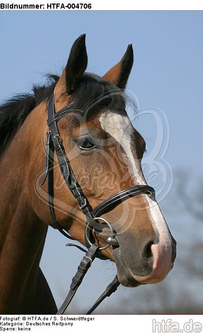 Deutsches Reitpony / pony / HTFA-004706