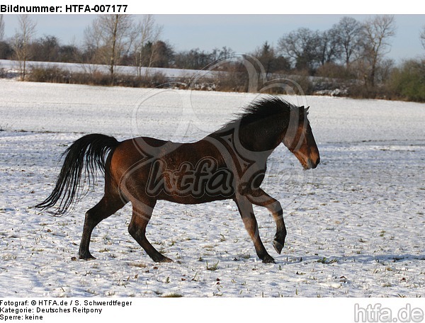 Deutsches Reitpony / pony / HTFA-007177