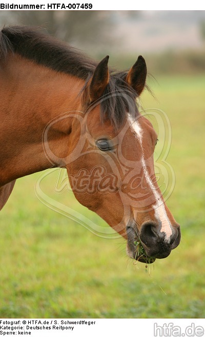 Deutsches Reitpony / pony / HTFA-007459