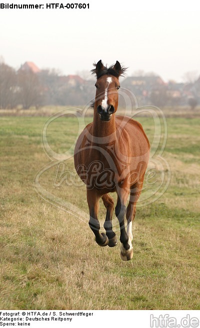 Deutsches Reitpony / pony / HTFA-007601