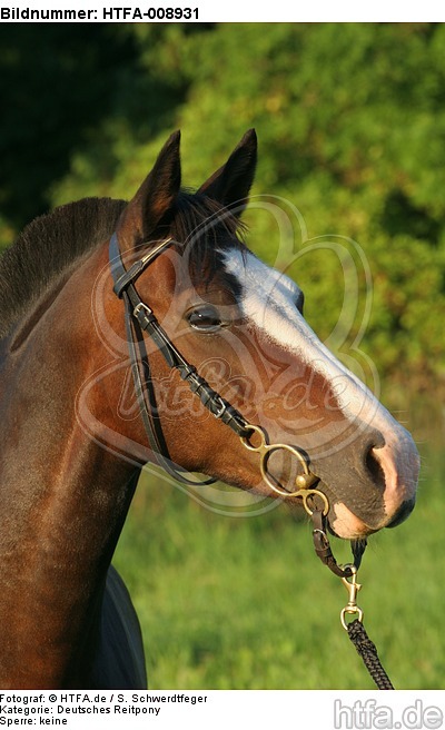 Deutsches Reitpony Portrait / pony portrait / HTFA-008931