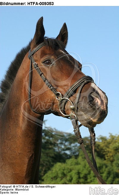 Warmblut Portrait / warmblood portrait / HTFA-009353