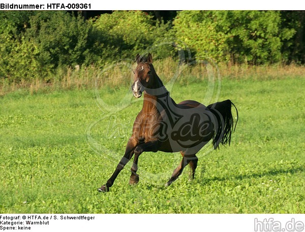 galoppierendes Warmblut / galloping warmblood / HTFA-009361